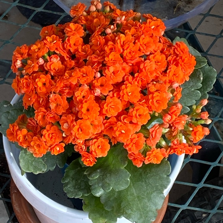 Plant image Kalanchoe blossfeldiana 'Double Flower Variety'