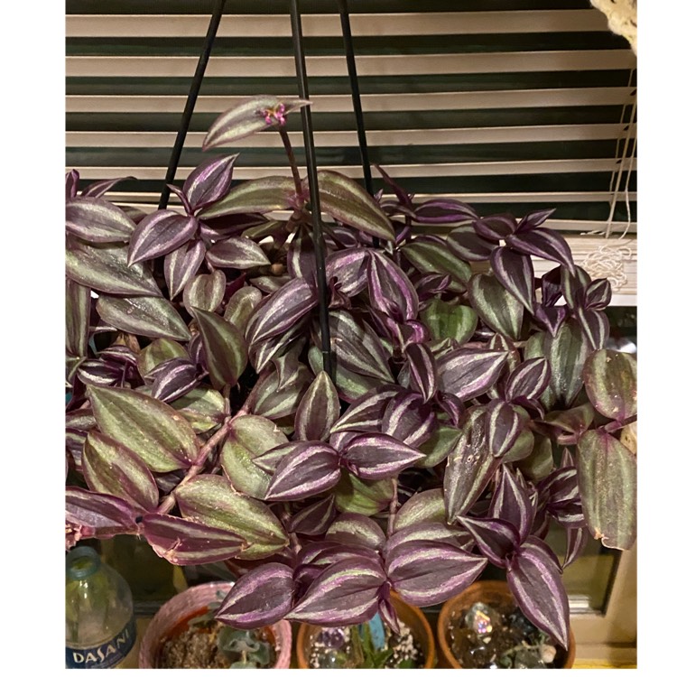 Plant image Tradescantia zebrina 'Quadricolor'