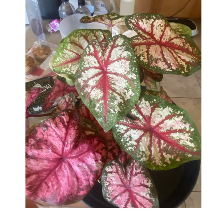 Plant image Caladium 'Carolyn Whorton'