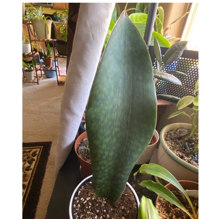 Plant image Sansevieria masoniana