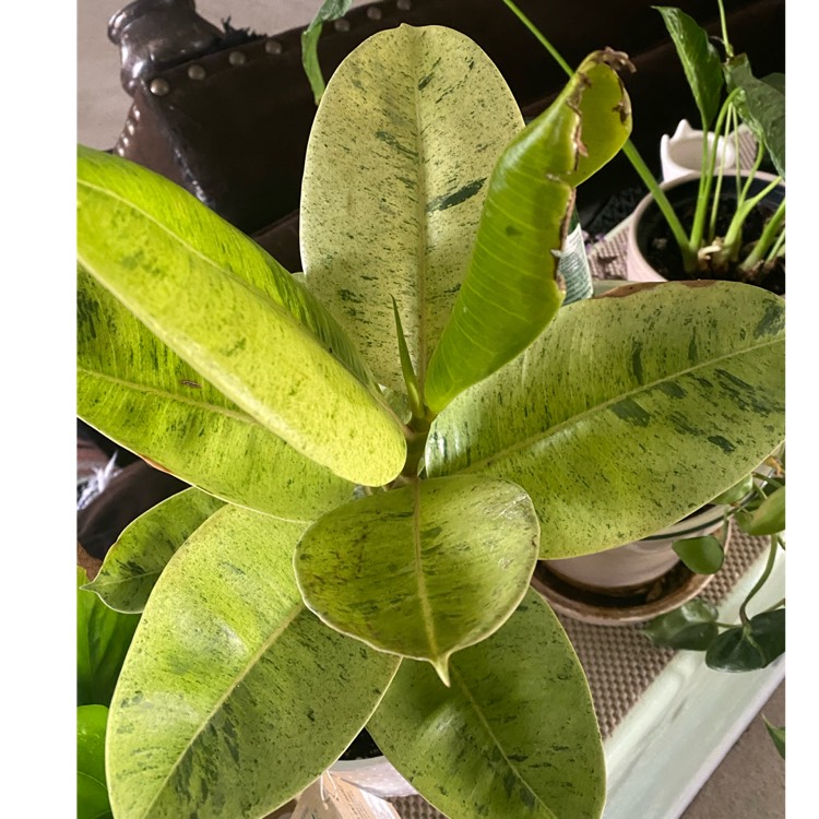 Plant image Ficus Elastica Shivereana