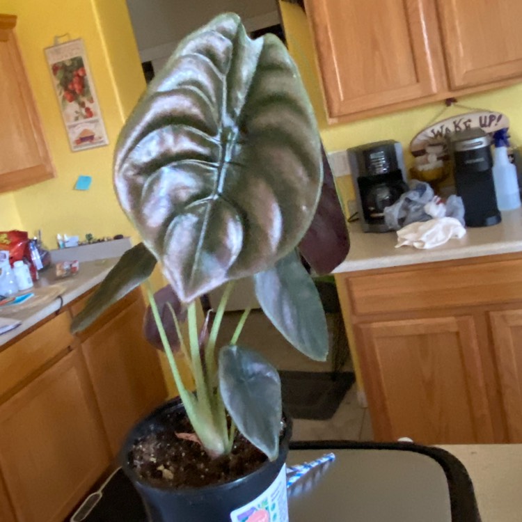 Plant image Alocasia Red Secret 