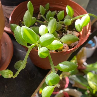 String Of Watermelons, String of Beads