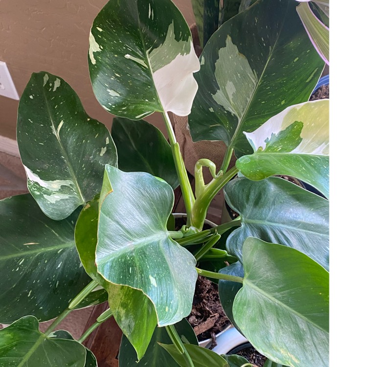 Plant image Philodendron 'White Princess'