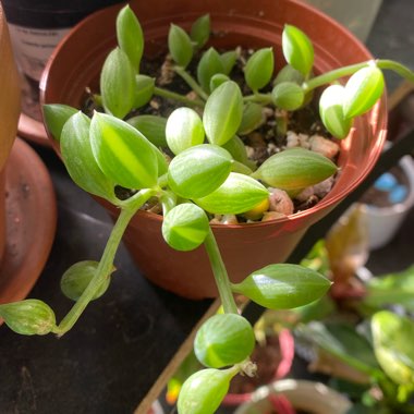 String Of Watermelons, String of Beads