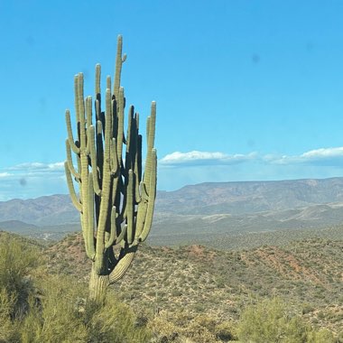 Saguaro Cactus