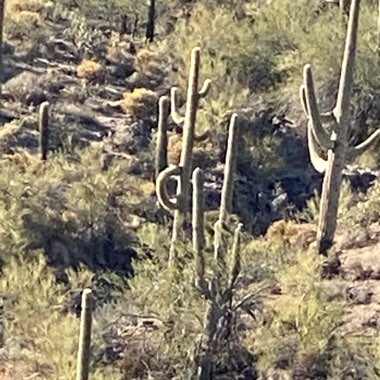 Saguaro Cactus