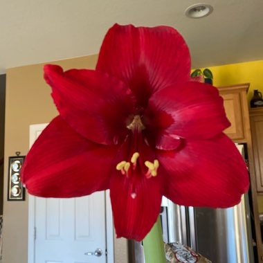 Hippeastrum 'Ferrari'