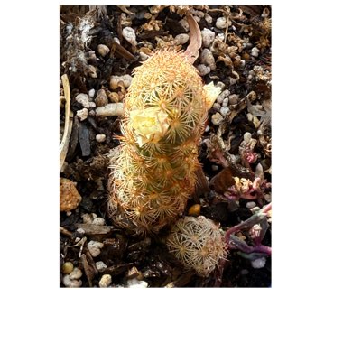 Lady Finger Cactus