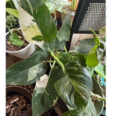 VARIEGATED PHILODENDRON WHITE WIZARD