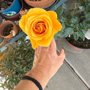 Floribunda Rose 'Golden Wedding'