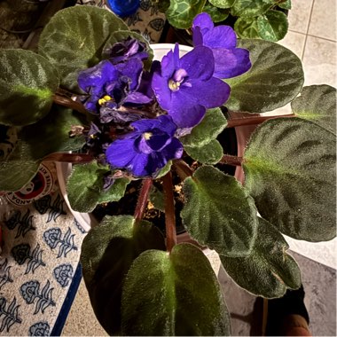 African Violet