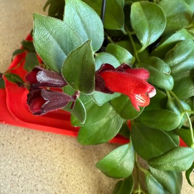 Hardy Lipstick Plant