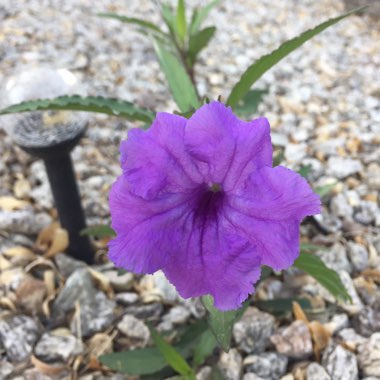 Ruellia simplex