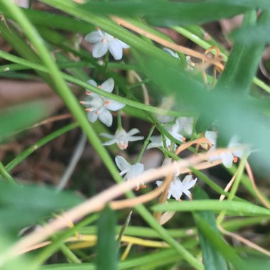 Asparagus setaceus