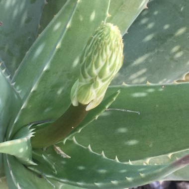 Aloe