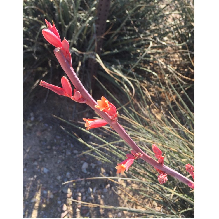 Plant image Hesperaloe Parviflora