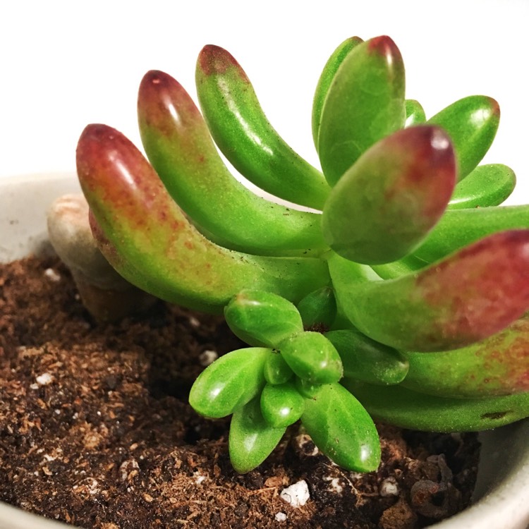 Plant image Sedum 'Pachyphyllum Hybrid