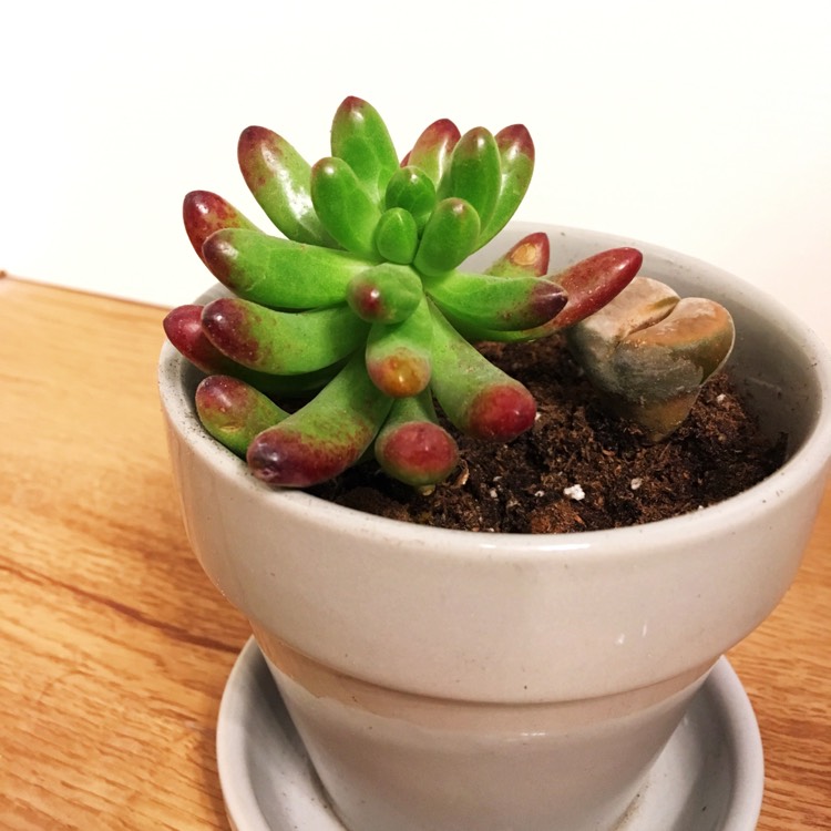 Plant image Sedum 'Pachyphyllum Hybrid