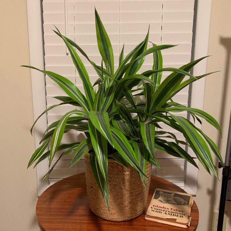 Plant image Dracaena fragrans 'Lemon Lime'