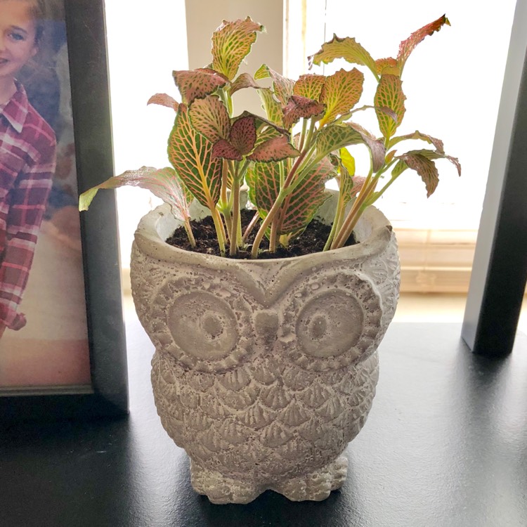 Plant image Fittonia Albivenis  'Frankie'