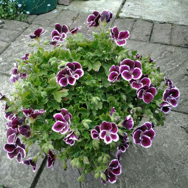 Beardtongue 'Appleblossom'