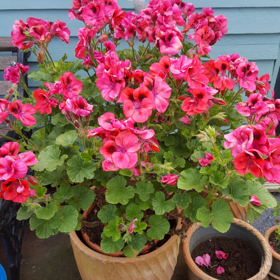 Beardtongue 'Appleblossom'