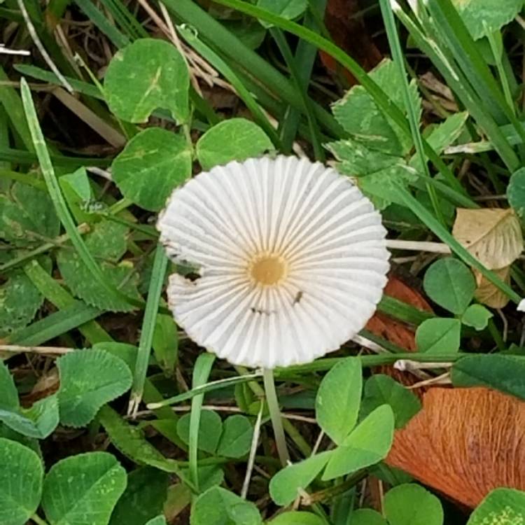 Plant image Marasmius capillaris