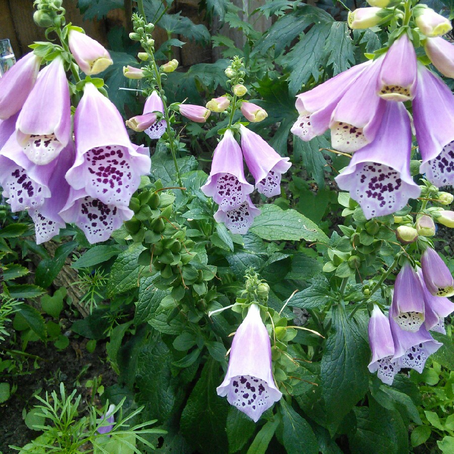 Plant image Digitalis purpurea 'Dalmatian Rose'