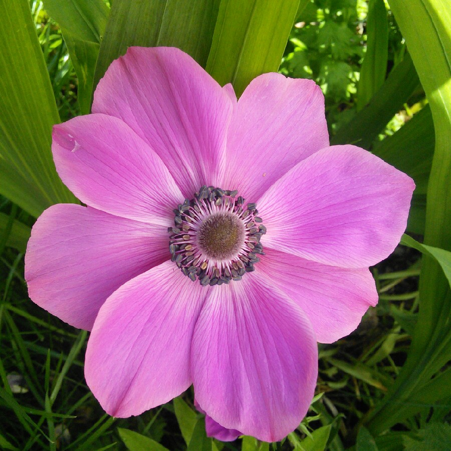 Plant image Anemone coronaria de caen 'Mr Fokker'