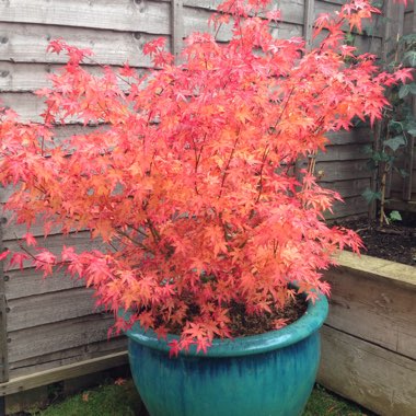 Japanese Maple