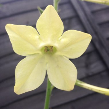 Tobacco flower 'Lime Green'