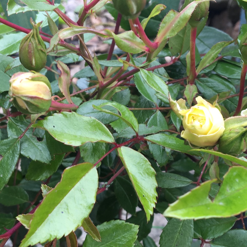 Plant image Rosa 'Albéric Barbier'