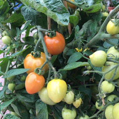 Solanum lycopersicum  syn. Lycopersicon lycopersicum