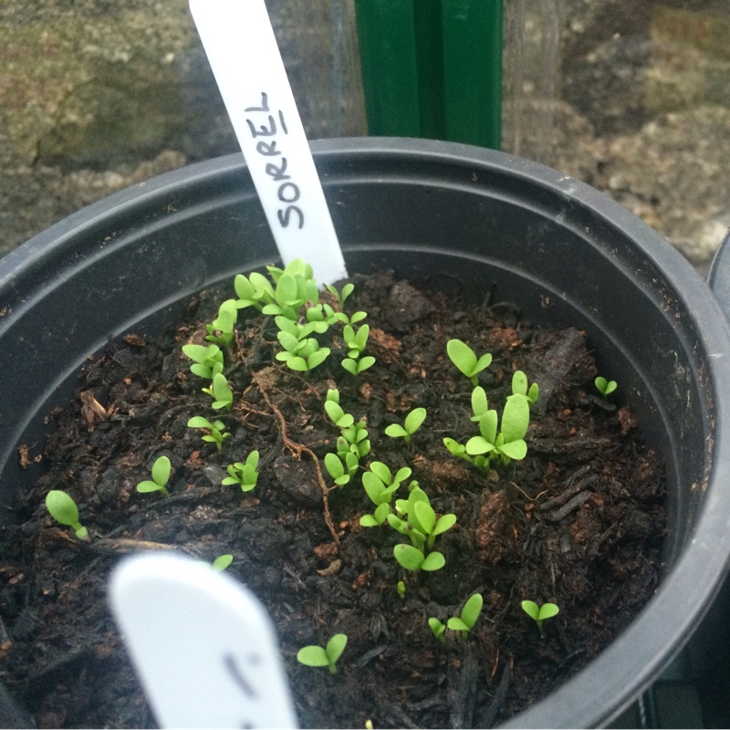 Rumex acetosa 'Red Veined'