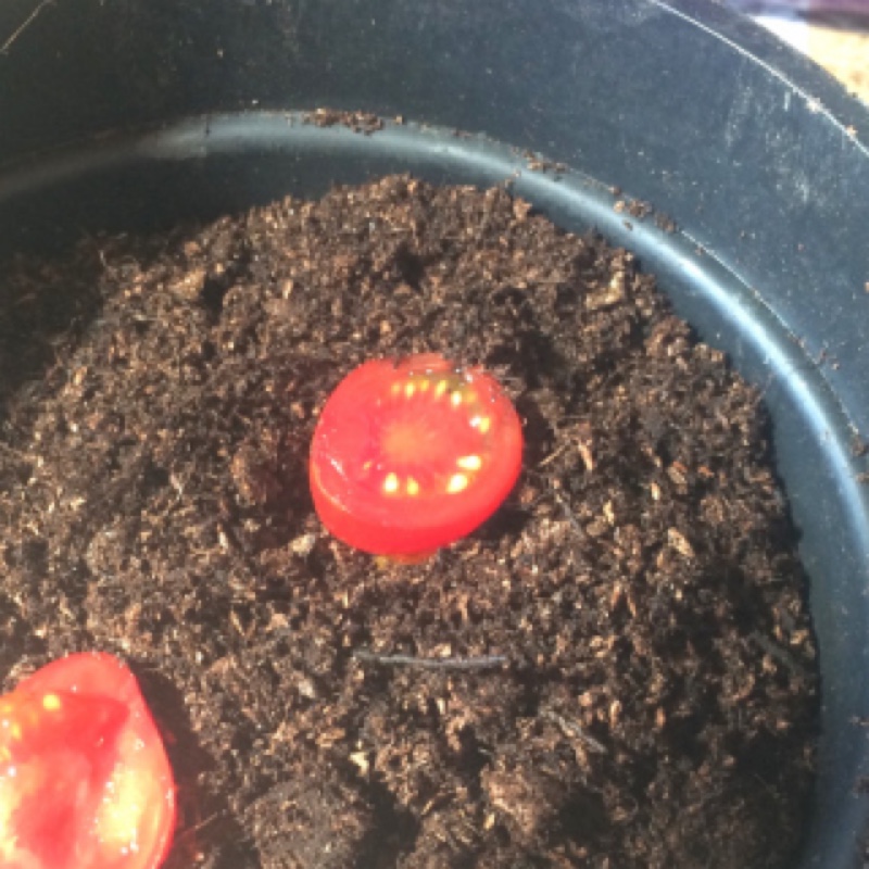 Solanum Lycopersicum var. cerasiforme 'Red Cherry'