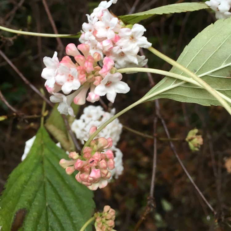 Plant image Viburnum x burkwoodii