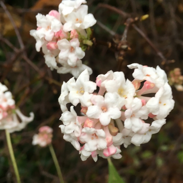 Plant image Viburnum x burkwoodii