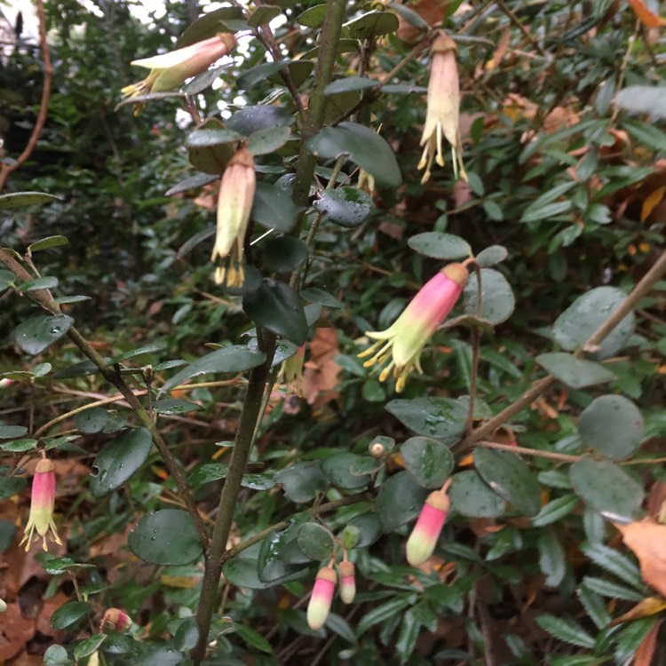 Plant image Correa rosea 'Marian's Marvel'