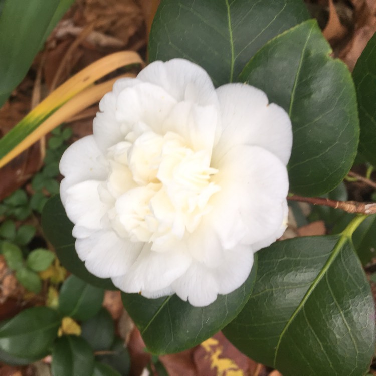 Plant image Camellia japonica 'Commander Mulroy'