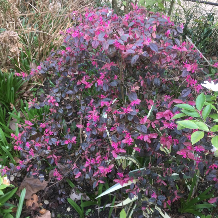 Plant image Loropetalum chinense var. rubrum 'Fire Dance'