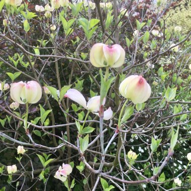 Japanese dogwood