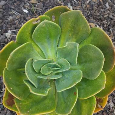 Echeveria 'Blue Surprise'