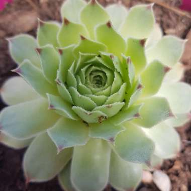 Sempervivum 'Arachnoideum Cobweb'