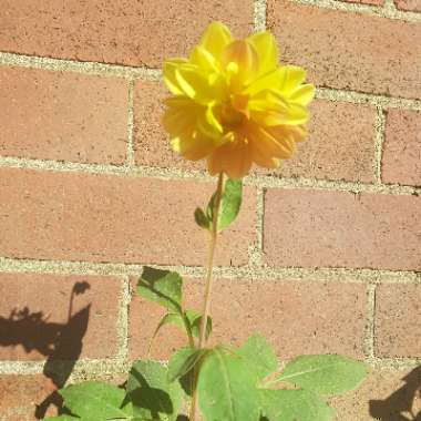 Dahlia 'Yellow Bird' (Collerette)