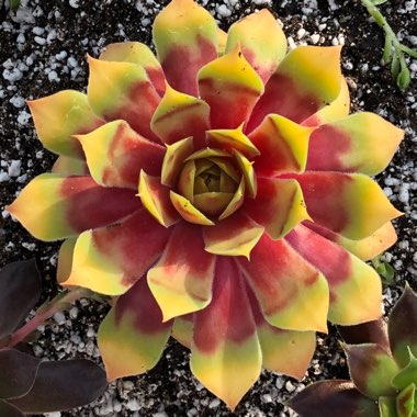 Sempervivum 'Gold Nugget'