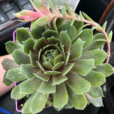 Sempervivum 'Ruby Heart'