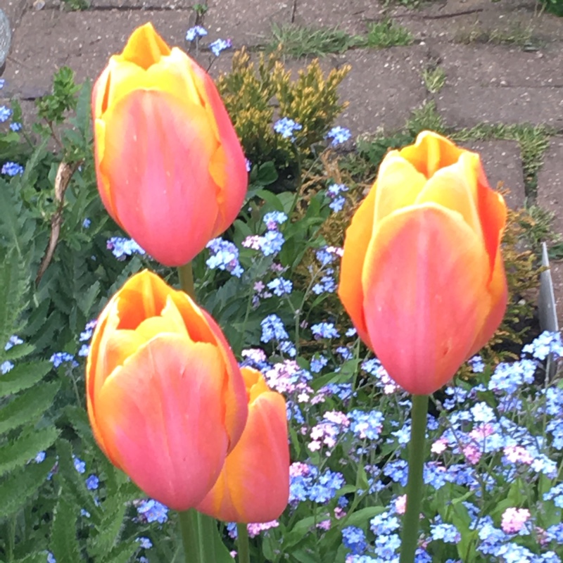 Tulip 'Brown Sugar' (Triumph)