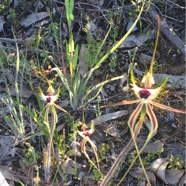 Caladenia 'Incensa'