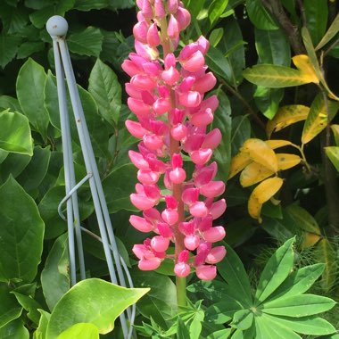 Lupin 'Red Rum'